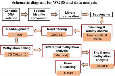 Examination of CA1 Hippocampal DNA Methylation as a Mechanism for Closing of Estrogen’s Critical Window